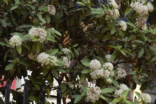 Ixora casei - Flowers