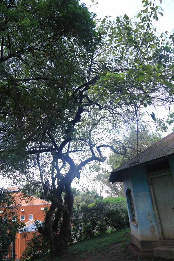 Premna serratifolia - Whole tree