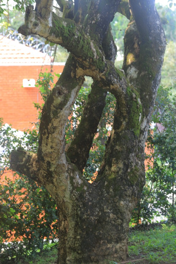 Premna serratifolia - Bark