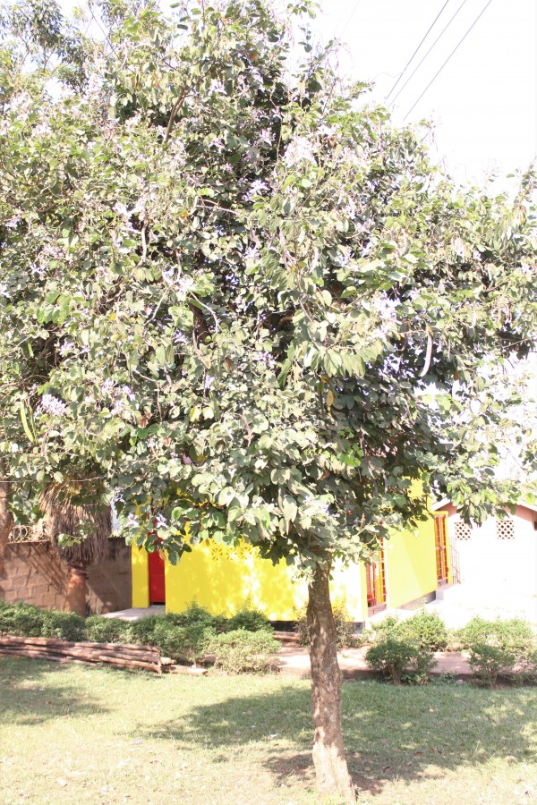 Bauhinia purpurea - Whole tree