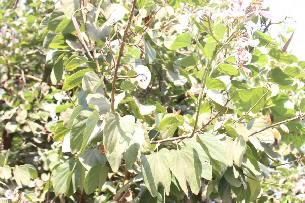 Bauhinia purpurea - Leaves