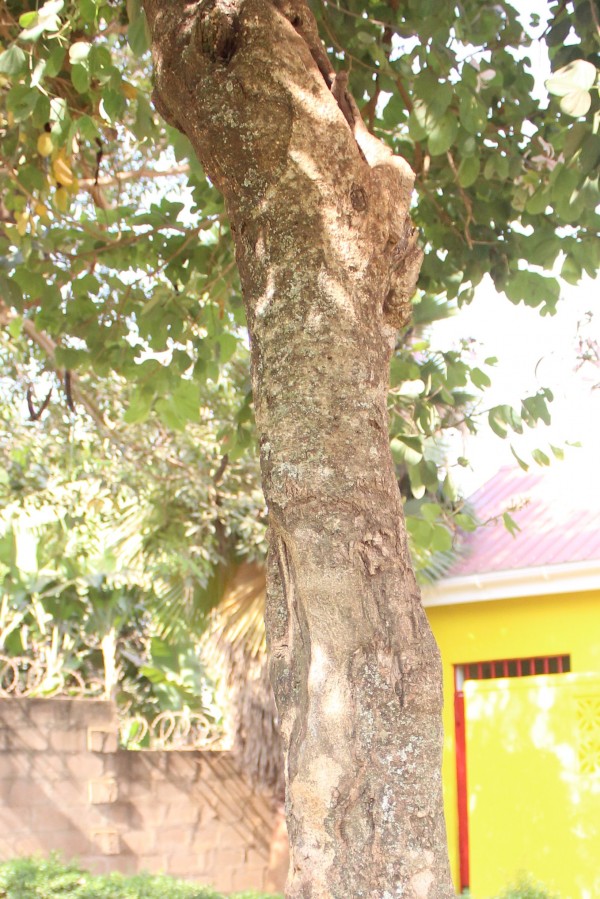 Bauhinia purpurea - Bark