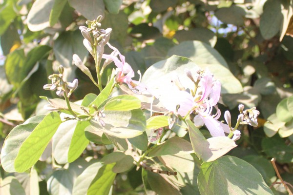 Bauhinia purpurea - Flowers