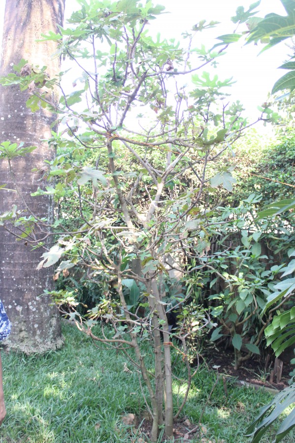 Ficus carica - Whole tree