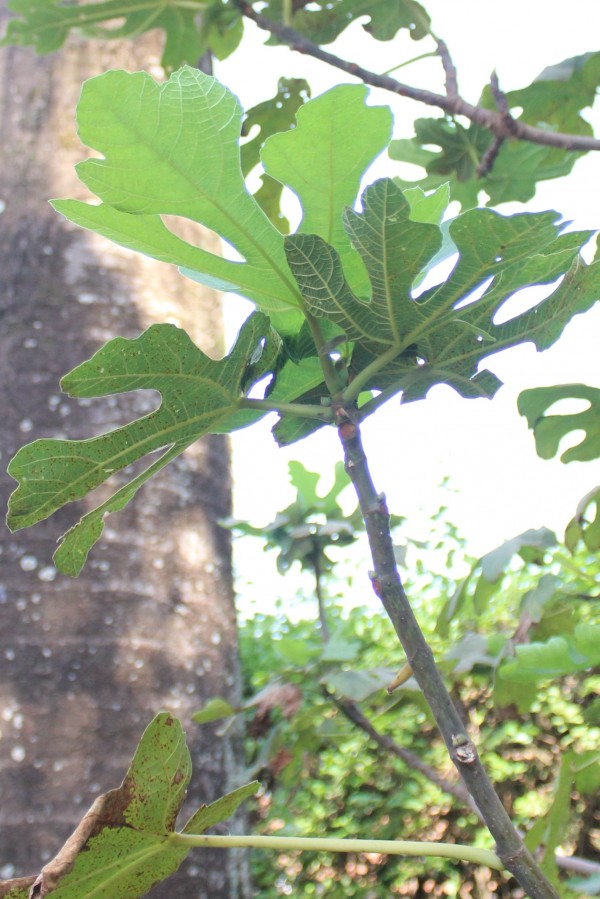 Ficus carica - Leaves