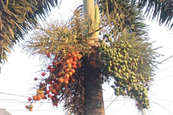 Wodyetia bifurcate - Fruits