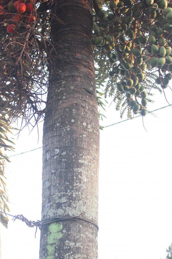 Wodyetia bifurcate - Bark