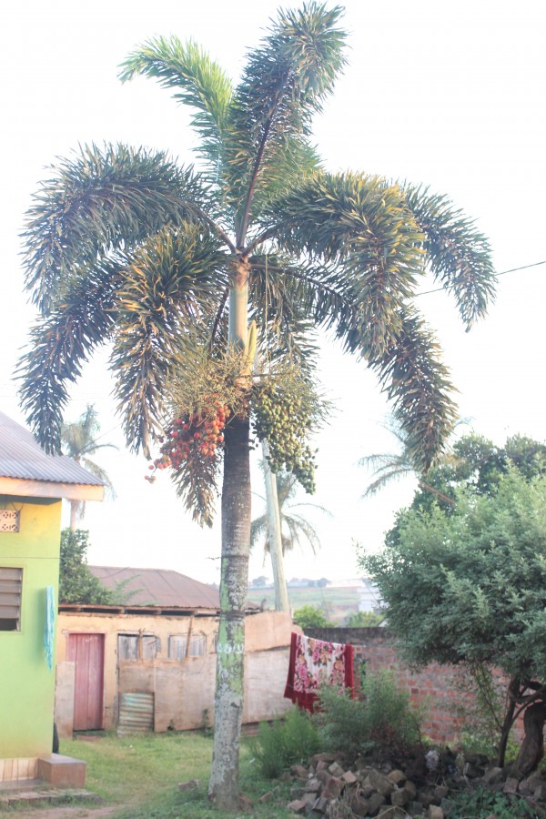 Wodyetia bifurcate - Whole tree