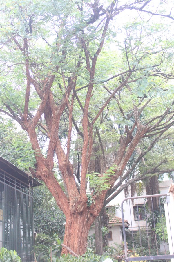 Tipuana tipu - Whole tree