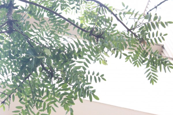 Tipuana tipu - Leaves