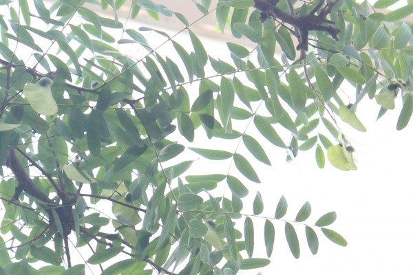 Tipuana tipu - Fruits