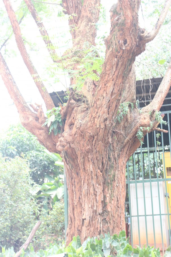 Tipuana tipu - Bark