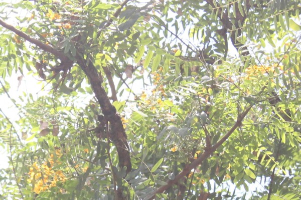 Tipuana tipu - Flowers