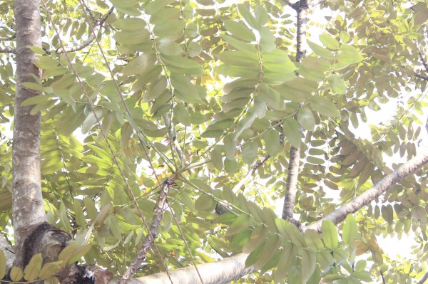 Polyscia fulva (P. ferruginea) - Leaves