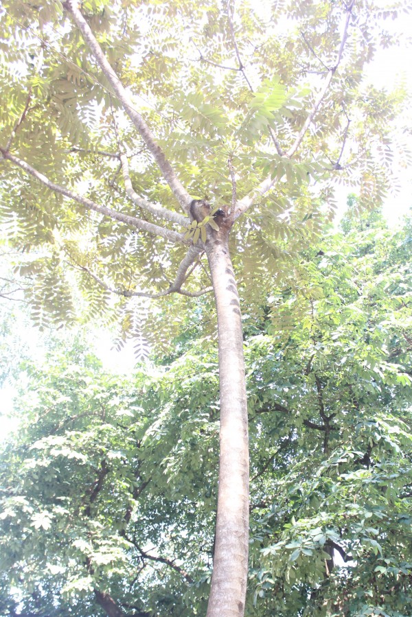 Polyscia fulva (P. ferruginea) - Whole tree