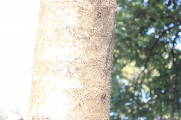 Polyscia fulva (P. ferruginea) - Bark