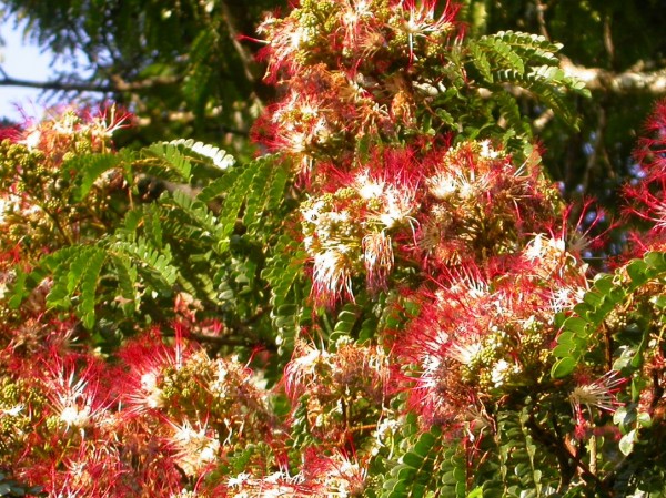 Albizia gummifera - Flowers