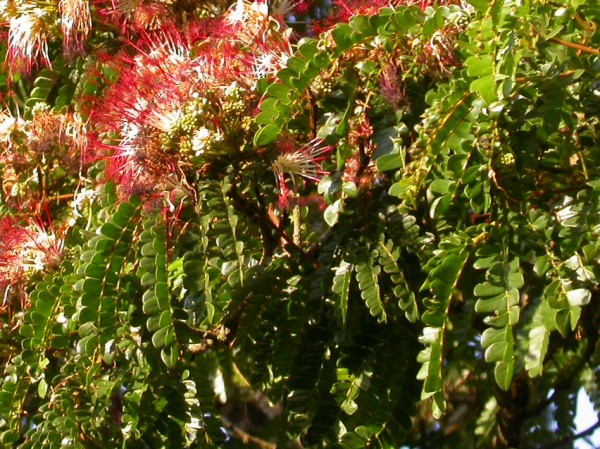 Albizia gummifera - Leaves