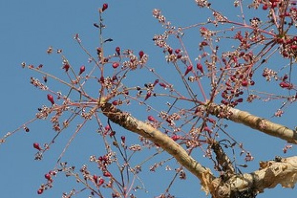 Boswellia papyrifera - Flowers