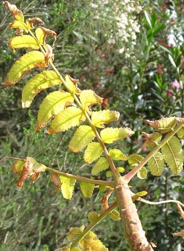 Boswellia papyrifera - Leaves