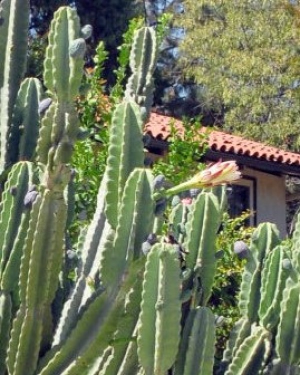 Cereus peruvianus - Flowers