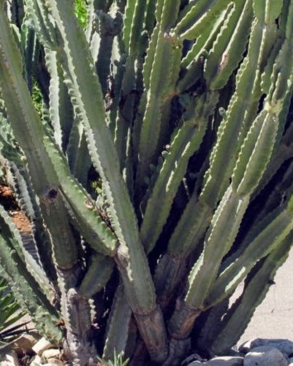 Cereus peruvianus - Bark