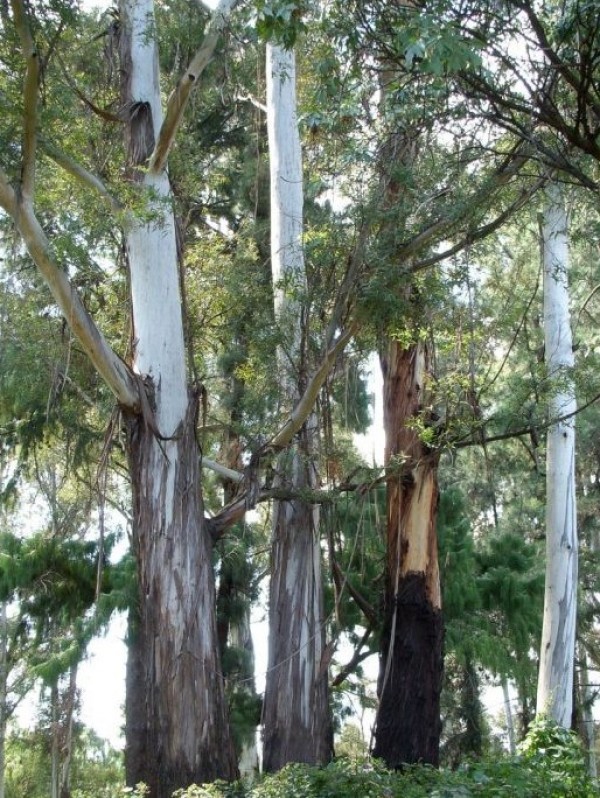 Eucalyptus globulus - Whole tree