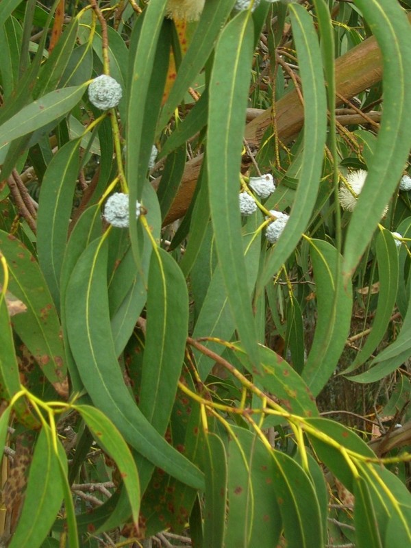 Eucalyptus globulus - Leaves