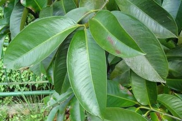 Garcinia mangostana - Leaves