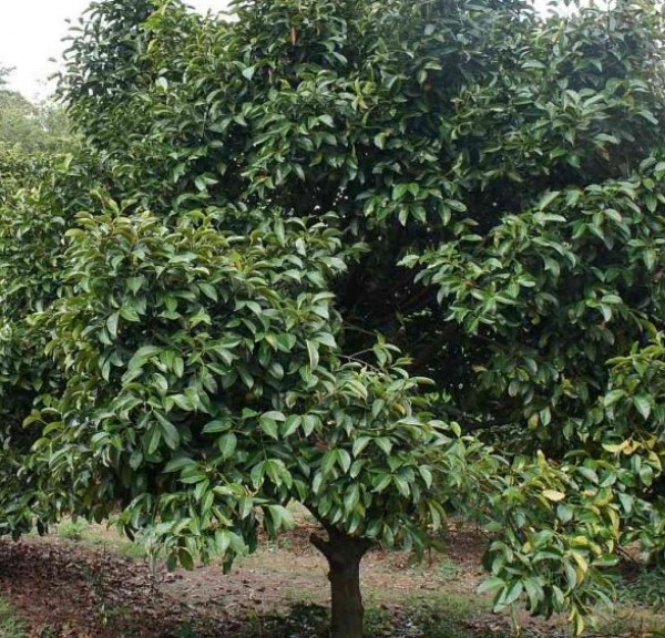 Garcinia mangostana - Whole tree
