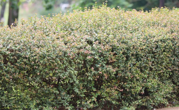 Eugenia uniflora (E. michelii) - Flowers