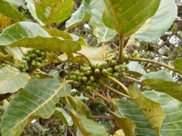 Ficus platyphylla - Fruits