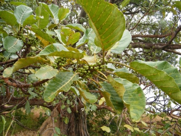 Ficus platyphylla - Leaves