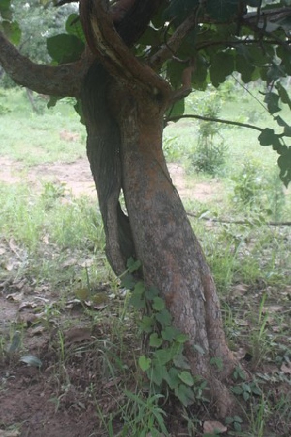 Ficus platyphylla - Bark