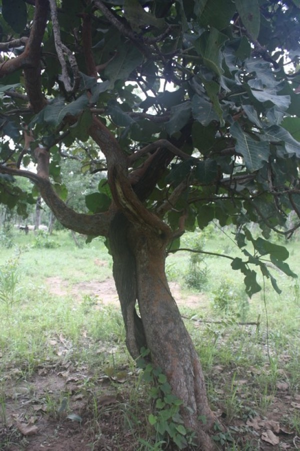 Ficus platyphylla - Whole tree