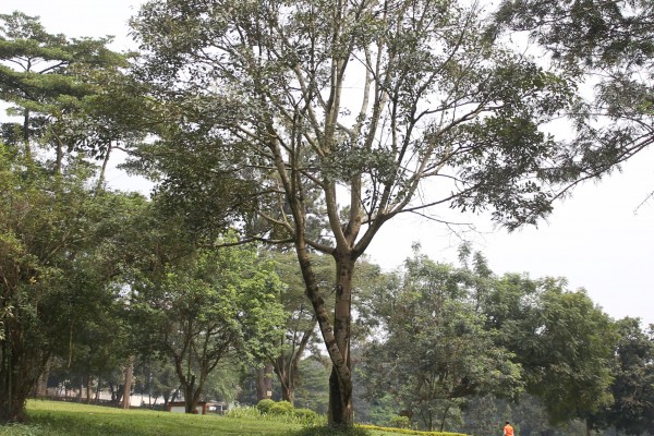 Ficus sur (F. capensis) - Whole tree
