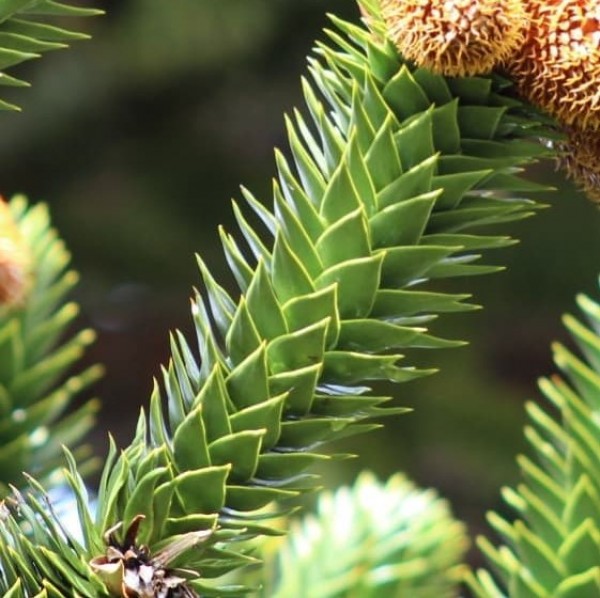 Araucaria araucana - Leaves