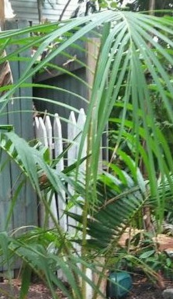 Pigafetta filaris - Leaves