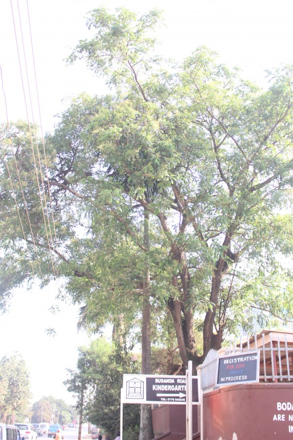 Spondias dulcis - Whole tree