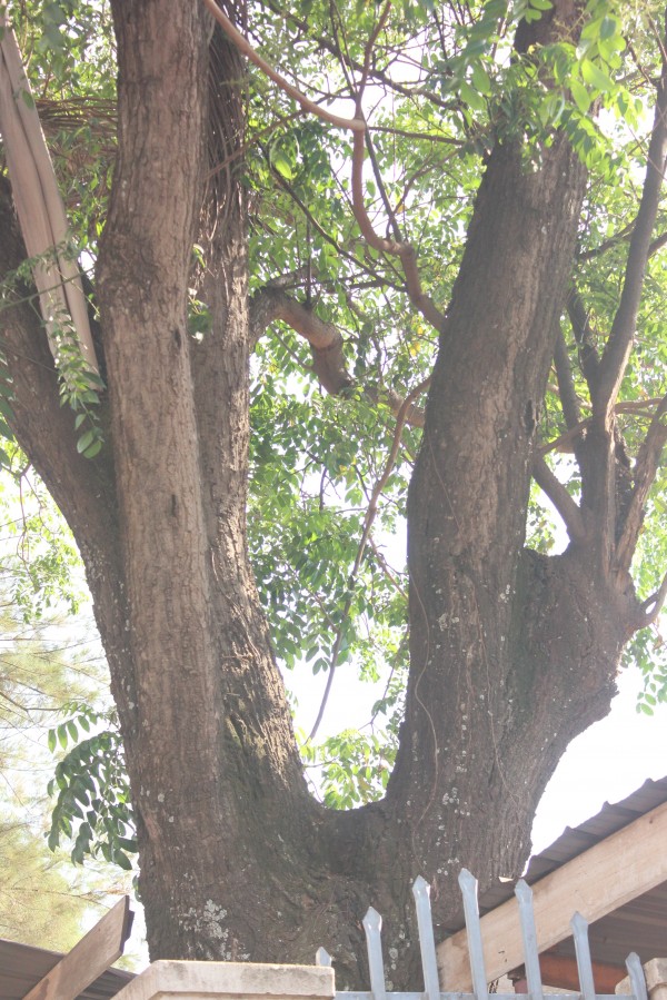 Spondias dulcis - Bark