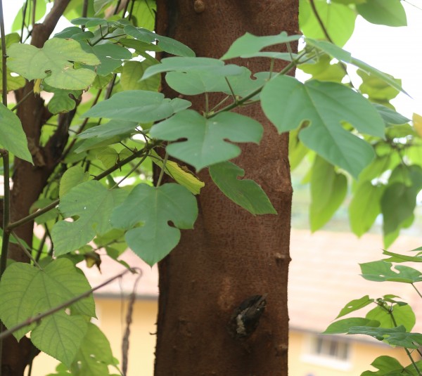 Broussonetia papyrifera - stem