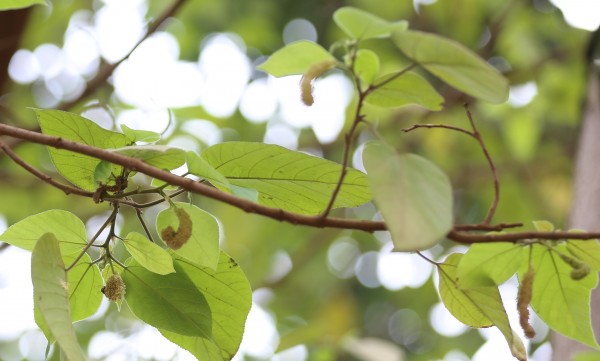 Broussonetia papyrifera - flower