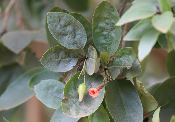 Cordia sebestena - Fruit