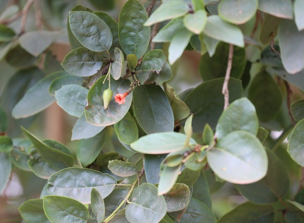 Cordia sebestena - Leaves