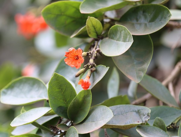 Cordia sebestena - Flowers