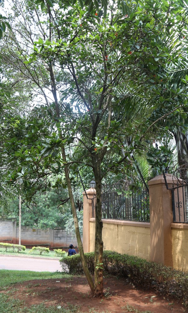 Cordia sebestena - Whole tree
