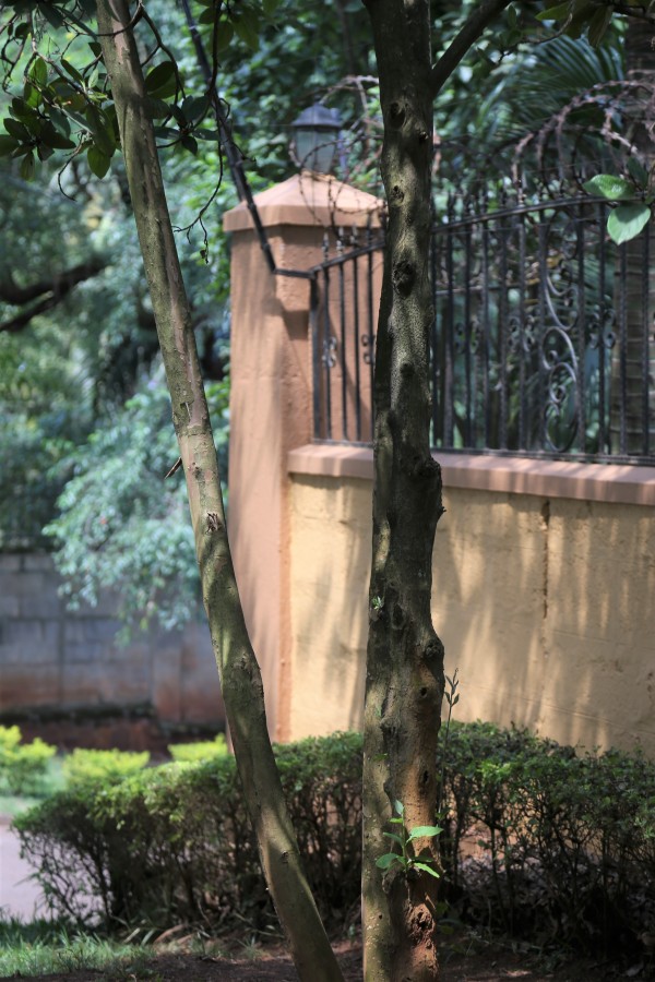 Cordia sebestena - Bark