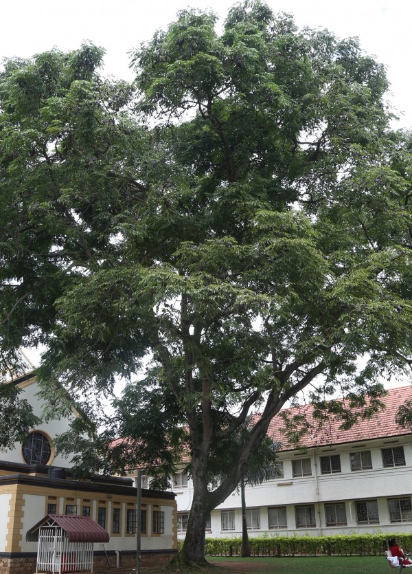 Erythrophleum suaveolens - whole tree