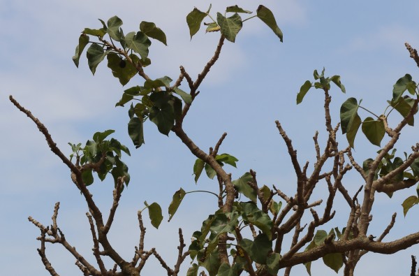 Jatropha curcas - leaves