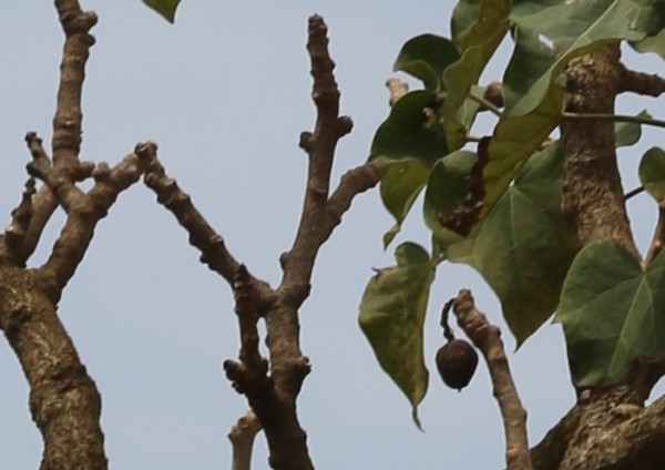 Jatropha curcas - fruit